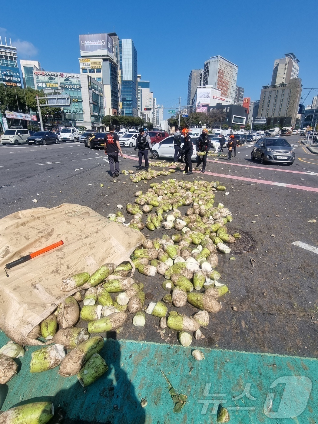 (제주=뉴스1) 홍수영 기자 = 13일 오후 2시10분쯤 제주시 노형오거리를 운행하던 25톤 트럭에서 월동무가 쏟아져 도로에 나뒹굴고 있다. (제주경찰청 제공. 재판매 및 DB 금 …