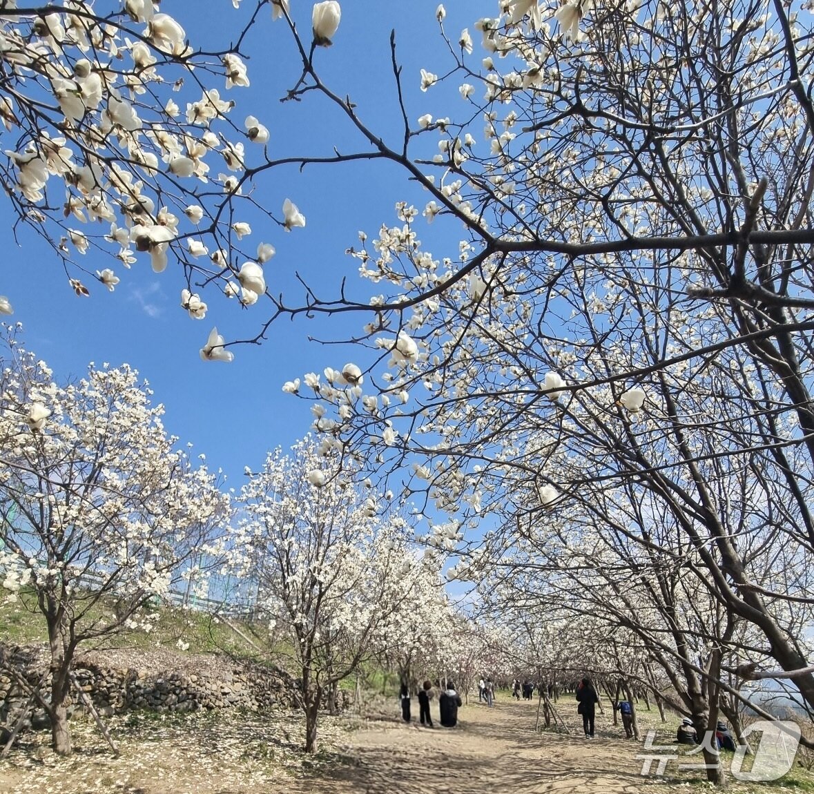 본문 이미지 - 김해 시민의 숲 목련.(김해시 제공. 재판매 및 DB금지)