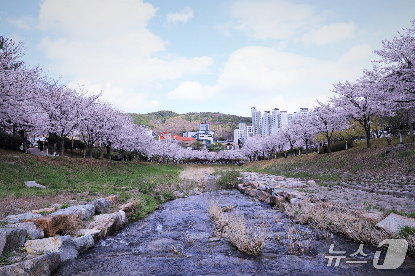 본문 이미지 - 김해 율하천 벚꽃.(김해시 제공. 재판매 및 DB금지)