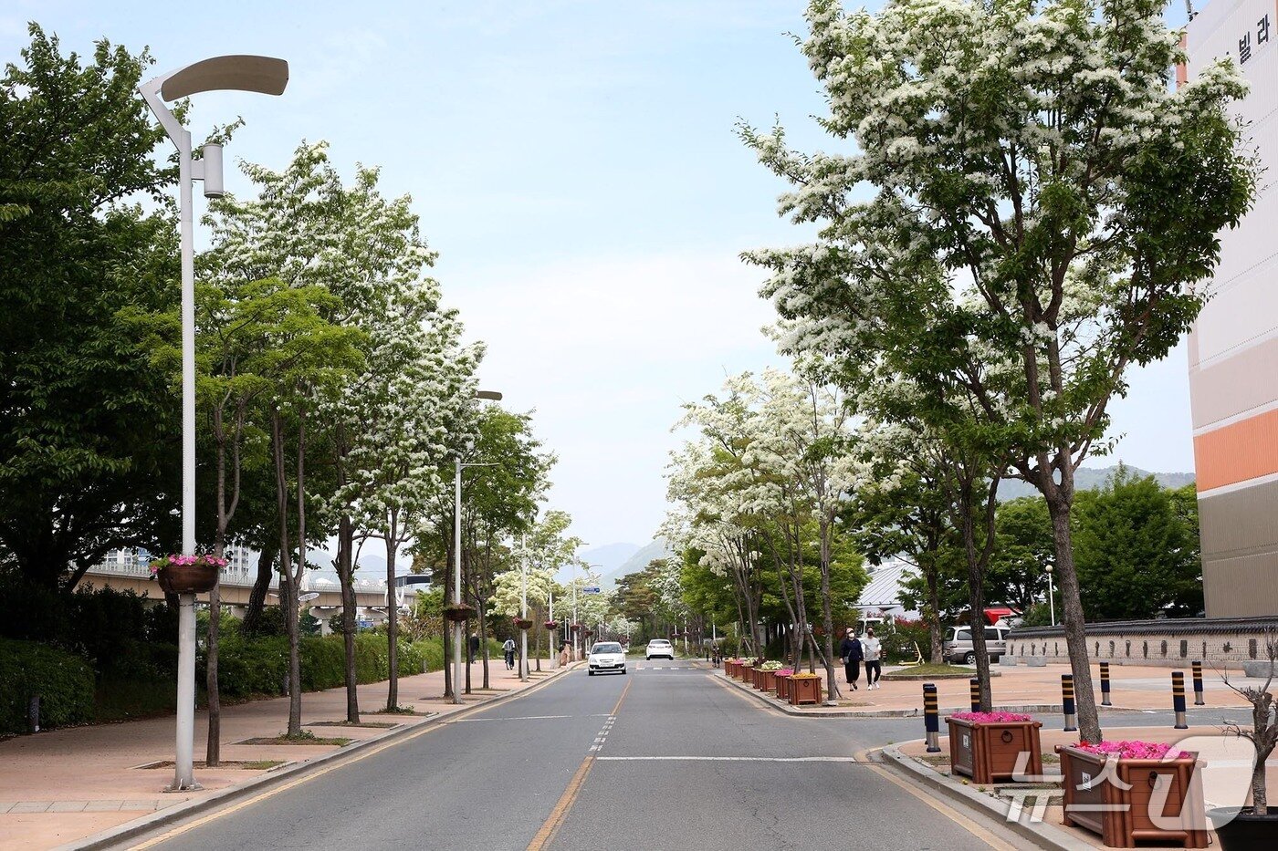 본문 이미지 - 김해 가야의 거리 이팝나무.(김해시 제공. 재판매 및 DB금지)