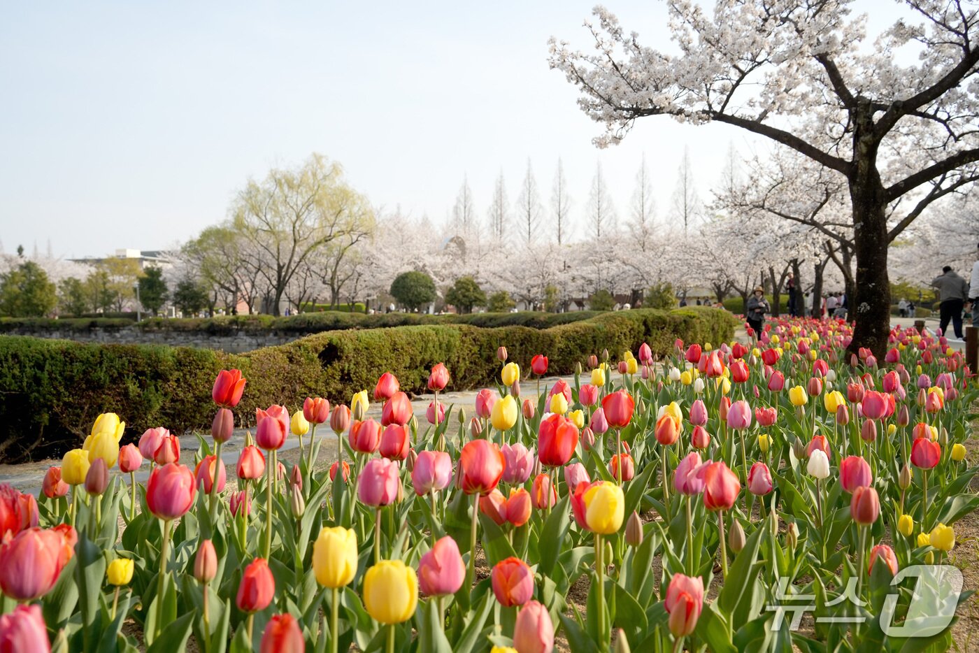 본문 이미지 - 김해 연지공원 튤립.(김해시 제공. 재판매 및 DB금지)