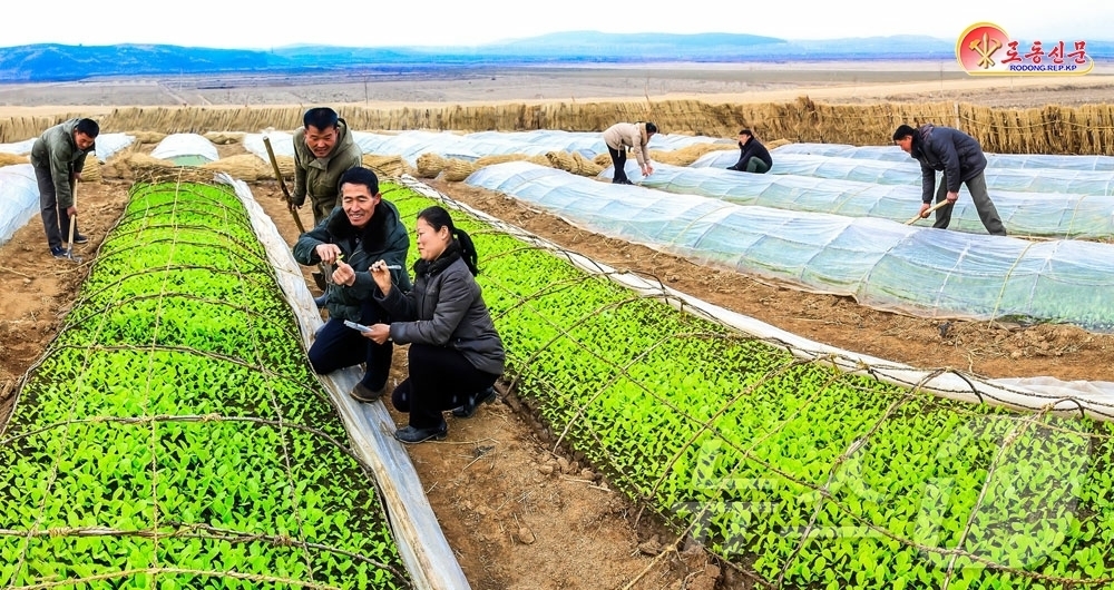 (평양 노동신문=뉴스1) = 북한 노동당 기관지 노동신문은 14일 "황해남도농촌경리위원회 달천농장에서 "당면한 영농 사업을 잘 해나가고 있다"고 보도했다.[국내에서만 사용가능. 재 …