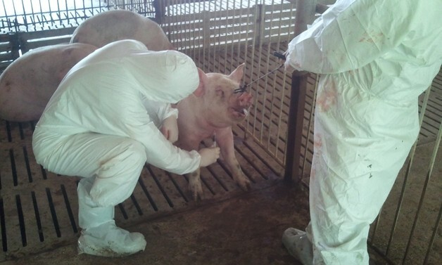 충북도 아프리카돼지열병 선제 차단…내륙 지역 유일 비발생