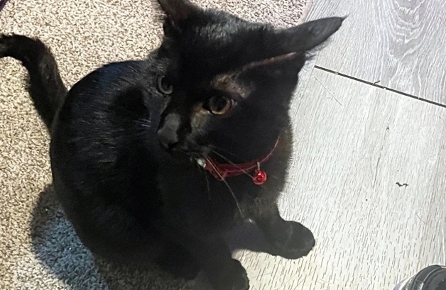 불 나자 얼굴 꾹꾹 밟아 잠 깨웠다…집사 살려준 반려묘 '하늘로'