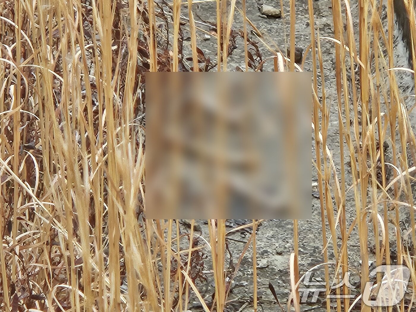 본문 이미지 - 15일 전남무안국제공항 활주로 인근을 순찰하던 유가족들이 인골로 추정되는 물체 여러개를 발견한 모습. (유가족 협의회 제공. 재판매 및 DB 금지) 2026.3.15 