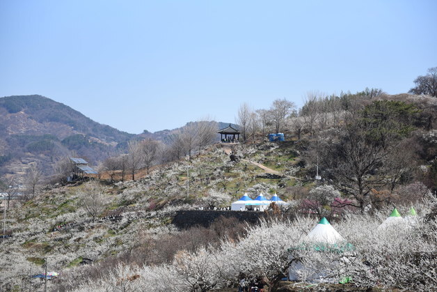 "광양매화축제서 '돌멩이 군밤' 판매"…광양시, 긴급 점검 나서