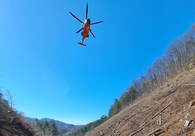강원소방 "벌목 안전사고 주의"…최근 5년 16명 사망·106명 부상