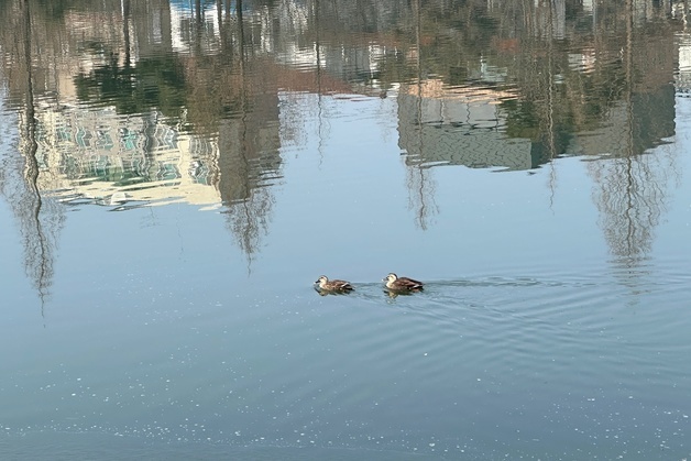 호암지 수달도 설레는 봄…속리산·월악산에 탐방객 발길
