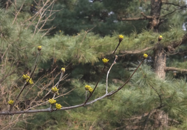 내일 일교차 최대 20도 '환절기'…수도권 '건조' 서쪽 미세먼지 '나쁨'