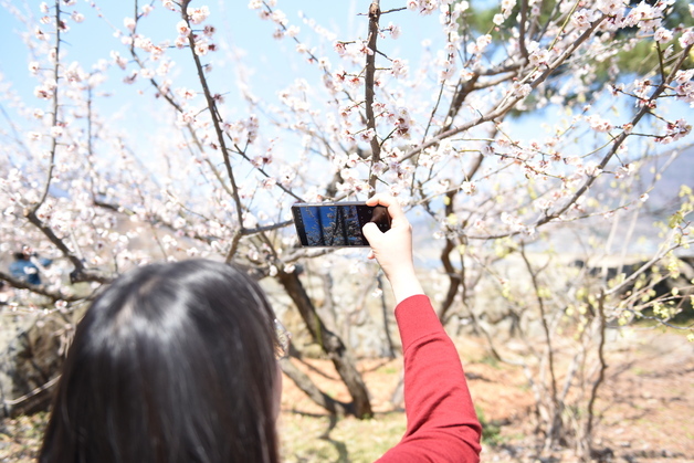 남쪽엔 매화 활짝, 봄바람에 산으로 호수로…전국 상춘객 발길(종합)