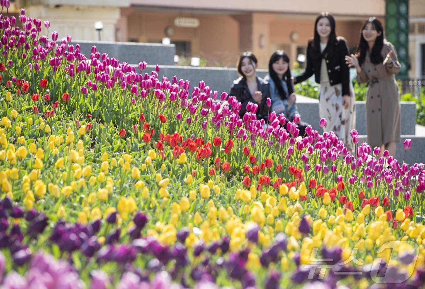 (서울=뉴스1) = 에버랜드는 튤립, 수선화, 무스카리 등 100여 종 약 120만 송이의 형형색색 봄꽃을 다채로운 콘텐츠를 통해 특별하게 경험할 수 있는 튤립축제가 오는 20일부 …