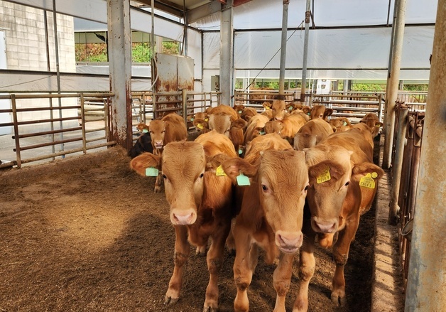 '모든 한우 혈통 관리' 경기도, 올해 '한우 명품화' 사업에 46억 투입