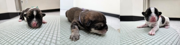 "딸기·오이·포도가 따뜻한 가족 기다립니다"