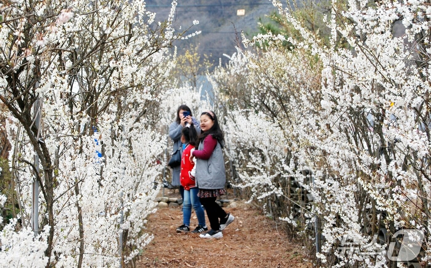 본문 이미지 - 충북 괴산군 칠성면 연풍로 63에 있는 미선나무동산에서 열리는 미선나무 꽃 축제장 모습.(독자제공. 재판매 및 DB금지)