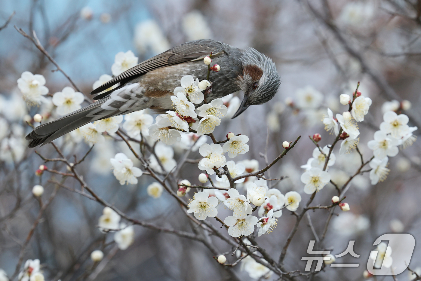 (대전=뉴스1) 김기태 기자 = 16일 오전 대전 서구 한 공원에서 직박구리가 매화꽃에서 꿀을 따고 있다.  2026.3.16/뉴스1