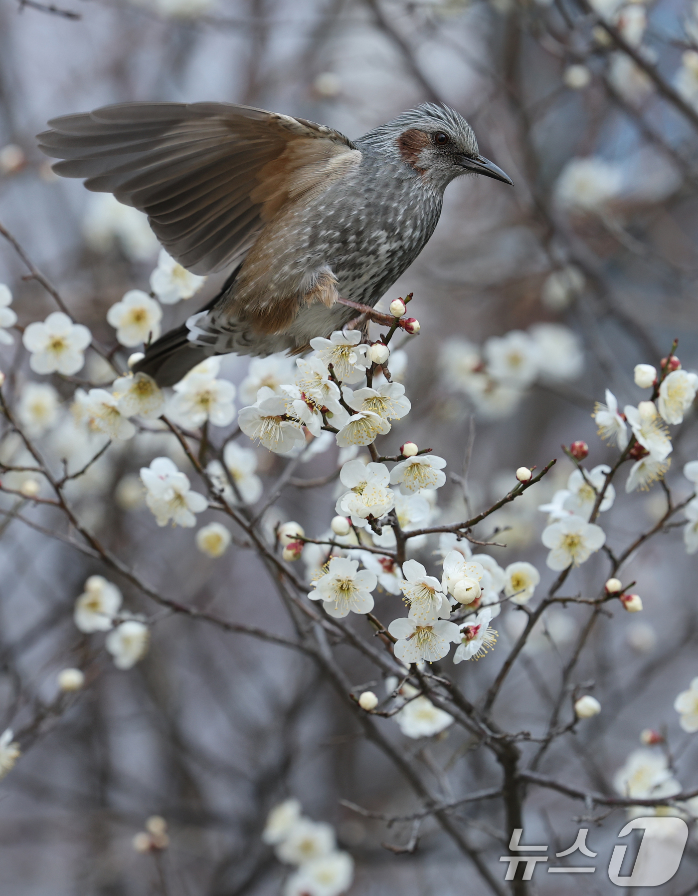(대전=뉴스1) 김기태 기자 = 16일 오전 대전 서구 한 공원에서 직박구리가 매화꽃에서 꿀을 따고 있다.  2026.3.16/뉴스1
