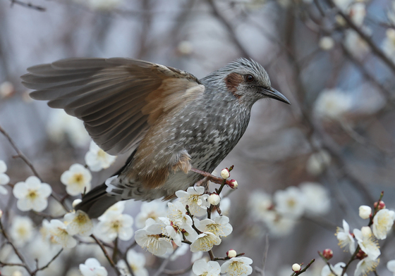매화꽃 향기에 취해