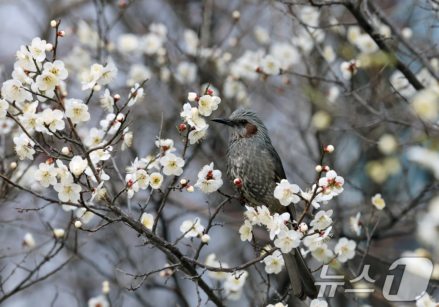 (대전=뉴스1) 김기태 기자 = 16일 오전 대전 서구 한 공원에서 직박구리가 매화꽃에서 꿀을 따고 있다.  2026.3.16/뉴스1
