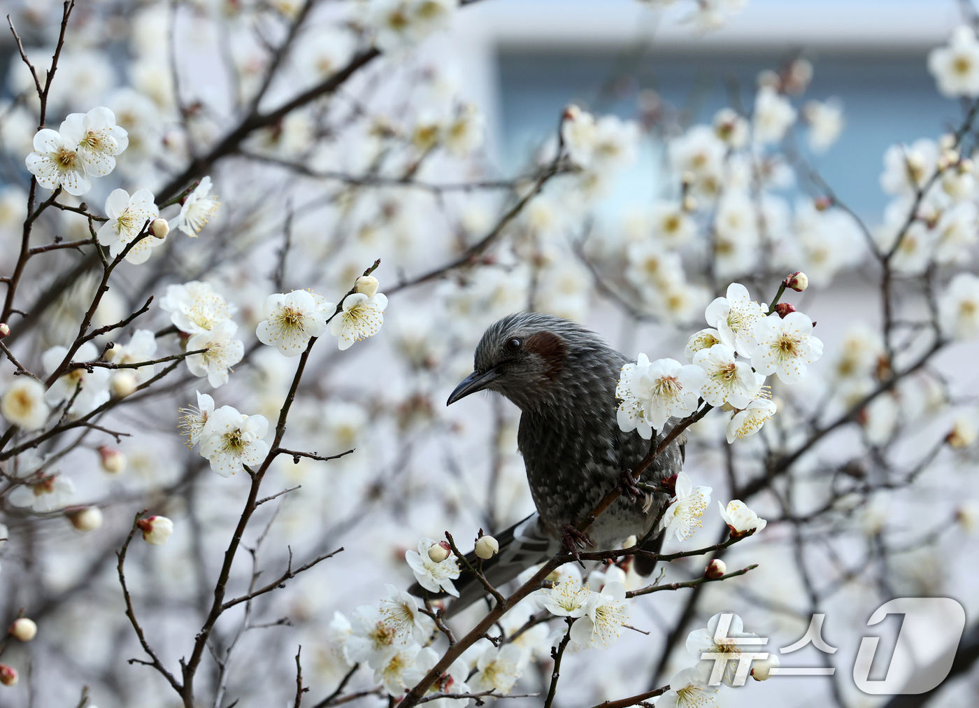 (대전=뉴스1) 김기태 기자 = 16일 오전 대전 서구 한 공원에서 직박구리가 매화꽃에서 꿀을 따고 있다.  2026.3.16/뉴스1
