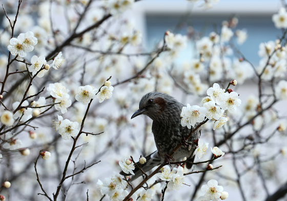 매화 향기에 취한 직박구리
