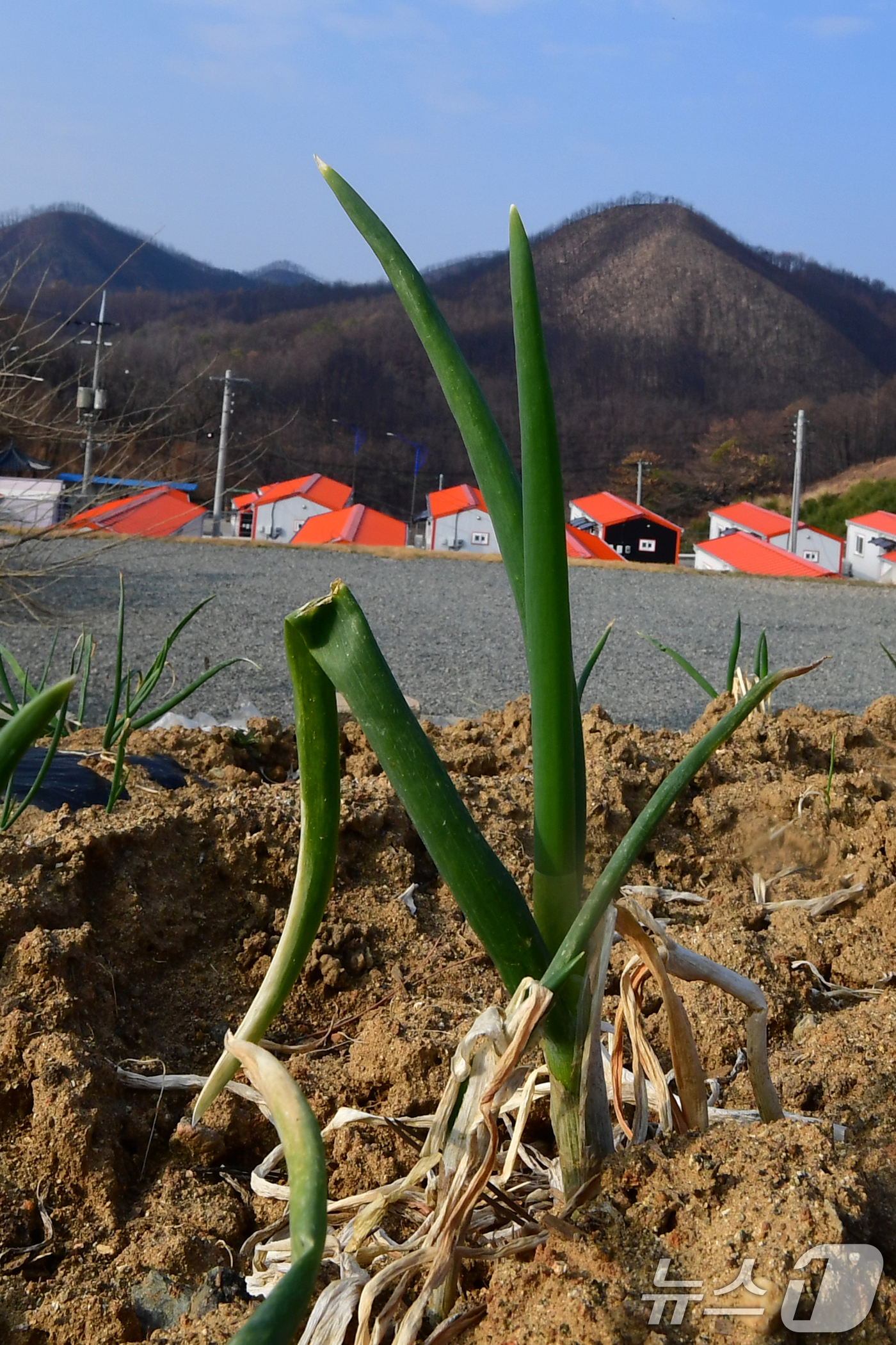 (영덕=뉴스1) 최창호 기자 = 16일 오전 지난해 3월 산불 피해지역인 경북 영덕군 영덕읍 석리 해안 마을(일명 따개비 마을)에 있는 텃밭에 주민이 심어놓은 대파가 자라고 있다. …