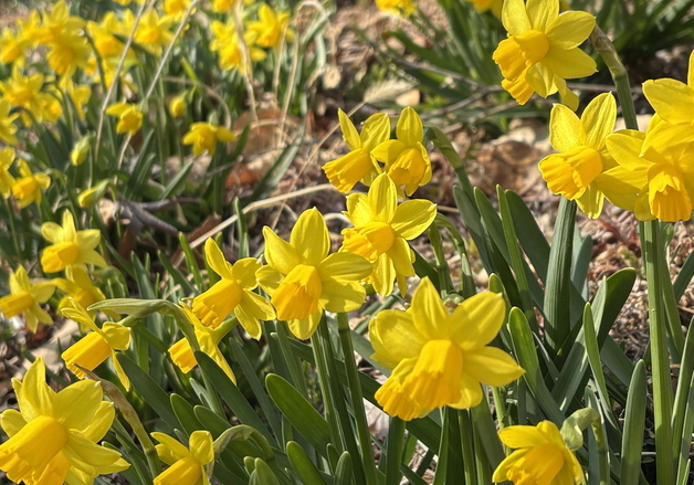'월아산 숲속의 진주' 수선화·목련 개화…28~29일 봄꽃 축제도