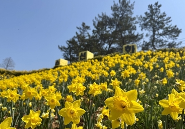 신안 선도서 내달 3~12일 '섬 수선화 축제'…1004만송이 노란 물결