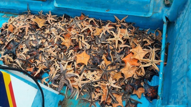 양양군, 연안어장 황폐화 주범 '불가사리' 18톤 수매