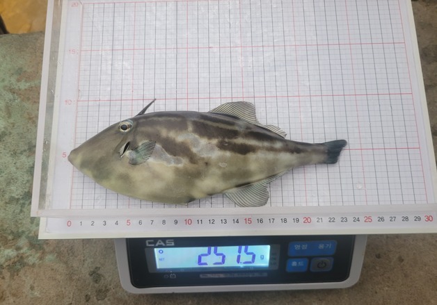 "수온 28도에도 생존"…제주, 고수온 맞춤형 양식어종 '말쥐치' 출하