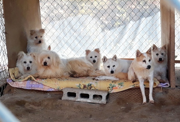 보호소 과밀·안락사 악순환…"민관 협력형 동물복지 모델 필요"
