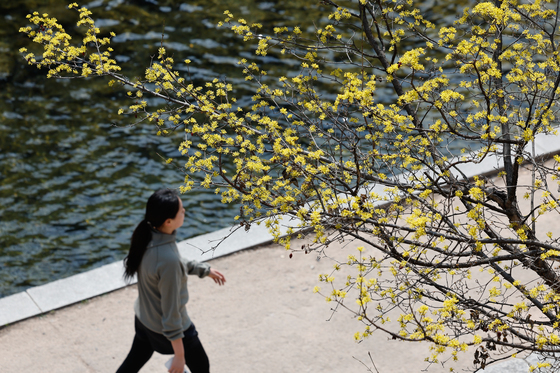 기상청 "광주·전남 24일부터 평년 4월 상순의 포근한 봄 날씨"