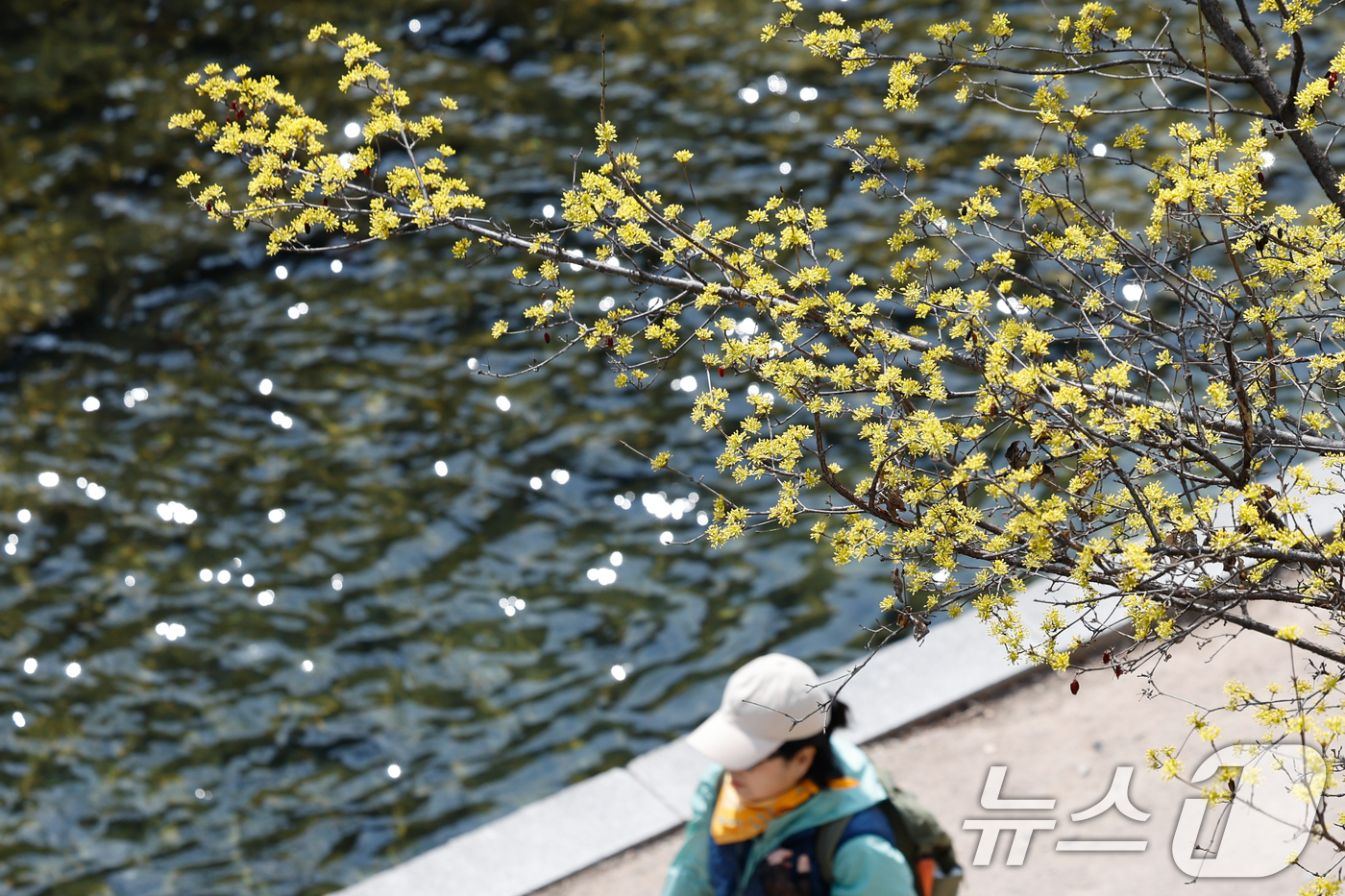 (서울=뉴스1) 안은나 기자 = 일교차가 15도 안팎으로 크고 한낮 포근한 날씨를 보인 16일 서울 종로구 청계천에 산수유가 피어 있다. 2026.3.16/뉴스1