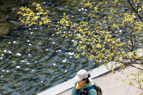 청계천에 핀 산수유