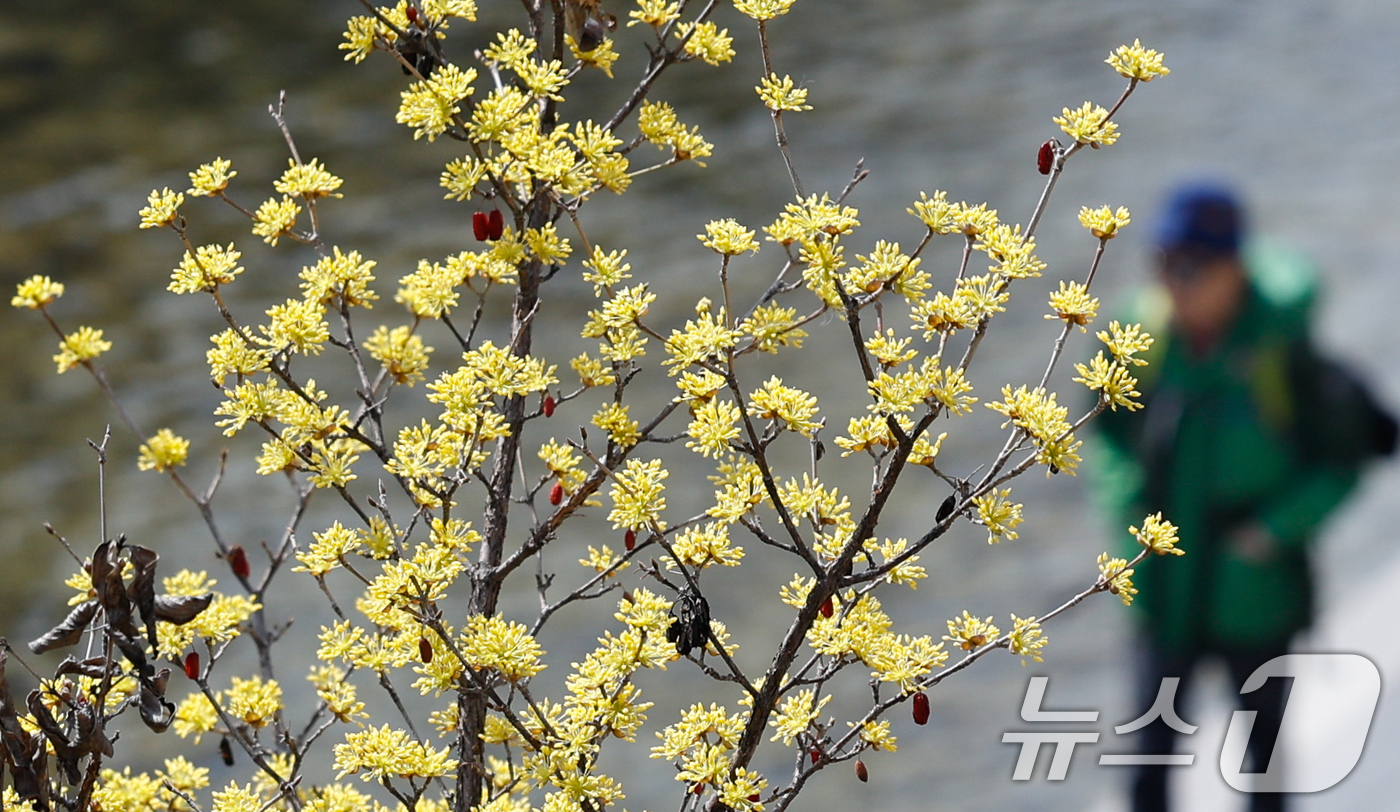 (서울=뉴스1) 안은나 기자 = 일교차가 15도 안팎으로 크고 한낮 포근한 날씨를 보인 16일 서울 종로구 청계천에 산수유가 피어 있다. 2026.3.16/뉴스1