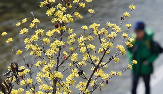 봄 알리는 산수유
