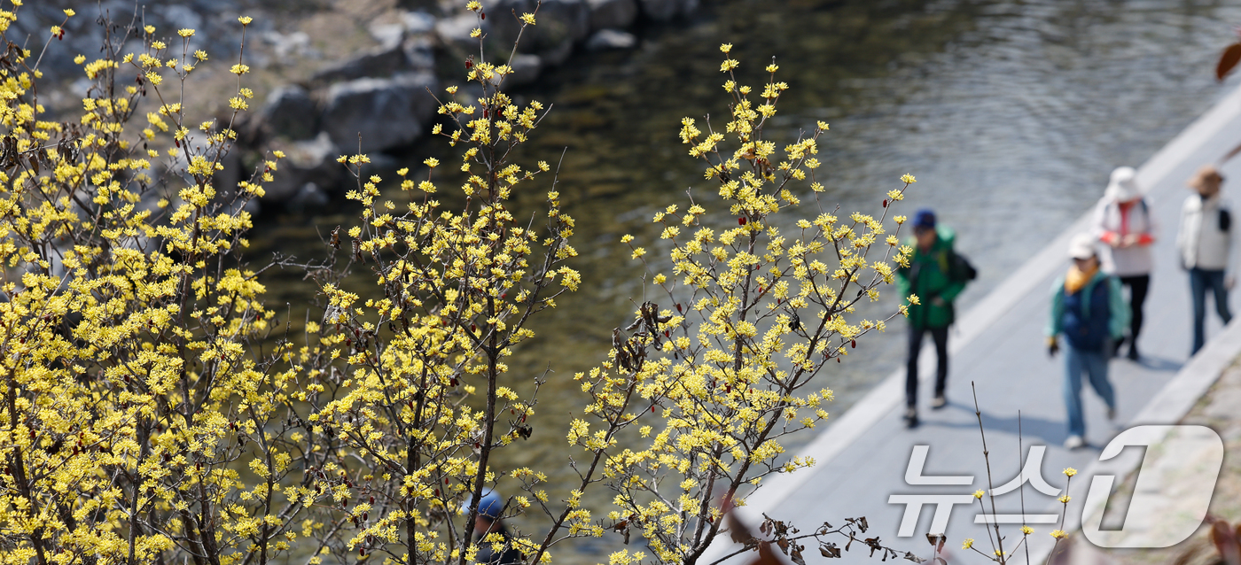 (서울=뉴스1) 안은나 기자 = 일교차가 15도 안팎으로 크고 한낮 포근한 날씨를 보인 16일 서울 종로구 청계천에 산수유가 피어 있다. 2026.3.16/뉴스1