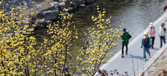 봄 알리는 산수유