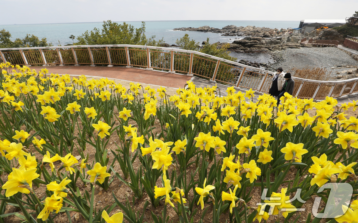 (부산=뉴스1) 윤일지 기자 = 포근한 봄날씨를 보인 16일 부산 기장군 신평소공원에 노란 수선화가 활짝 펴 시민들의 눈길을 끌고 있다.  2026.3.16/뉴스1