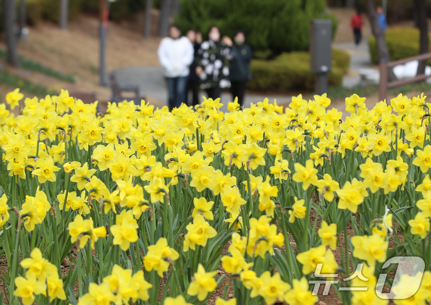 (부산=뉴스1) 윤일지 기자 = 포근한 봄날씨를 보인 16일 부산 기장군 신평소공원에 노란 수선화가 활짝 펴 시민들의 눈길을 끌고 있다.  2026.3.16/뉴스1