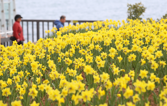 부산에 수선화 활짝