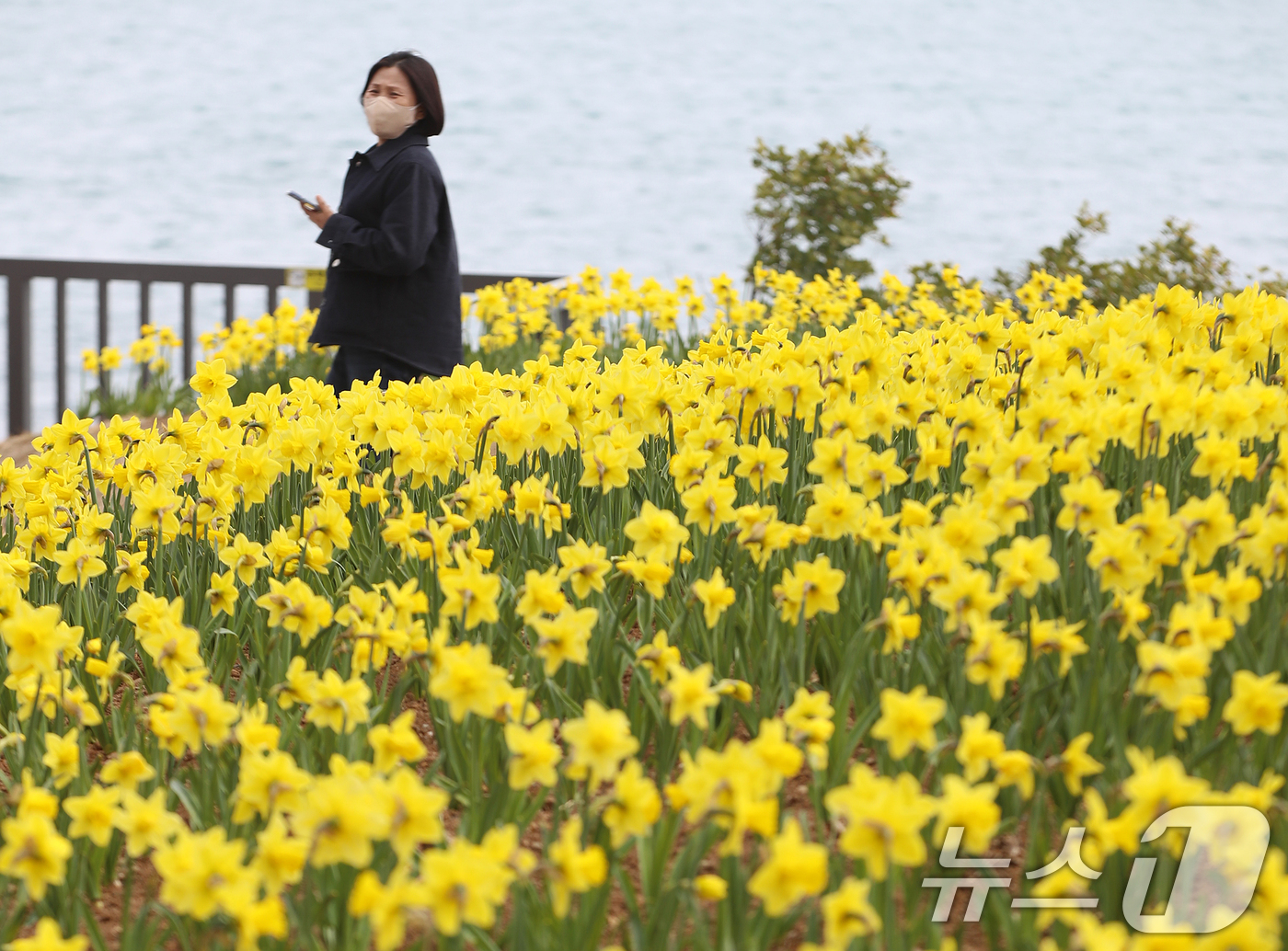 (부산=뉴스1) 윤일지 기자 = 포근한 봄날씨를 보인 16일 부산 기장군 신평소공원에 노란 수선화가 활짝 펴 시민들의 눈길을 끌고 있다.  2026.3.16/뉴스1