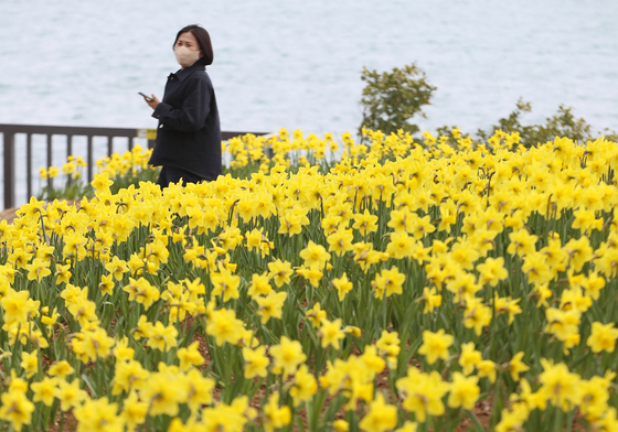 부산에 수선화 활짝