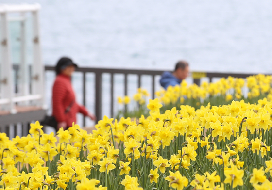 부산에 수선화 활짝