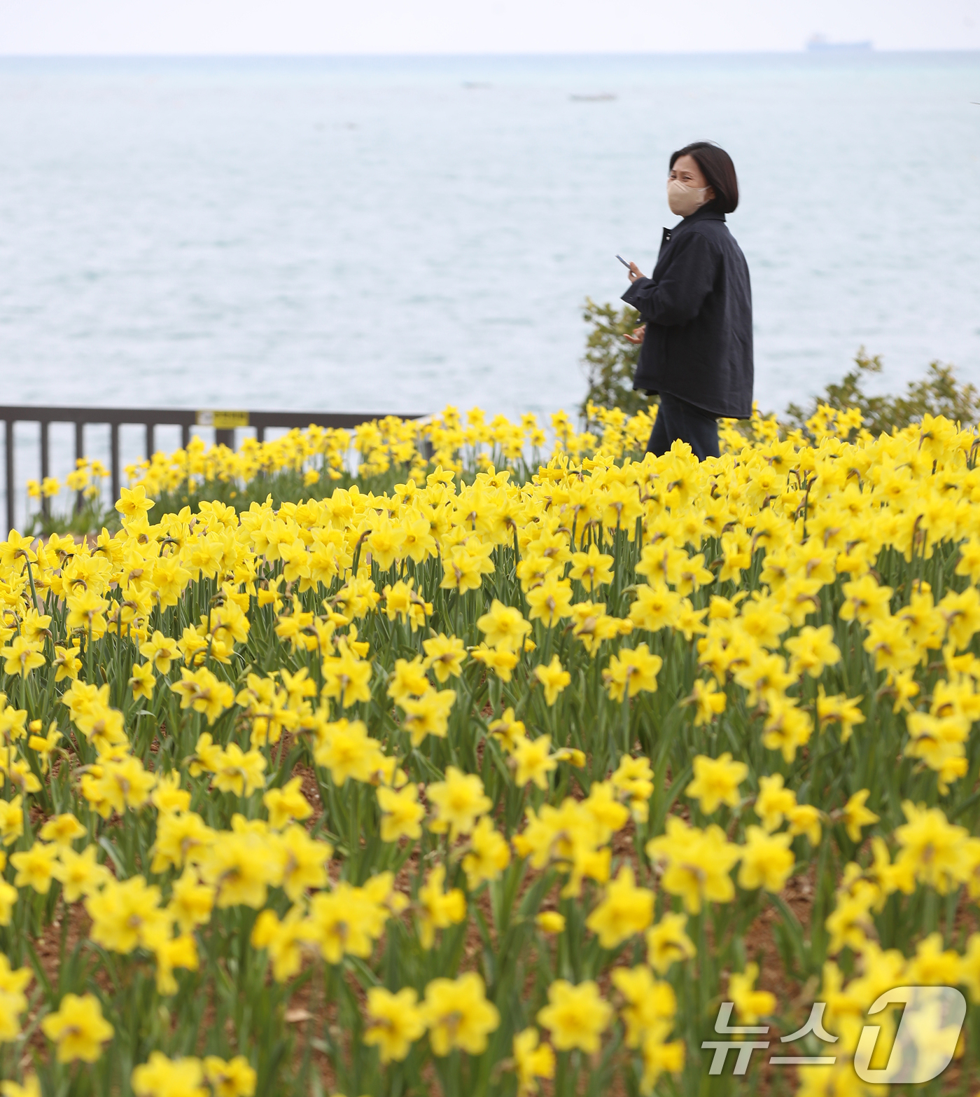 (부산=뉴스1) 윤일지 기자 = 포근한 봄날씨를 보인 16일 부산 기장군 신평소공원에 노란 수선화가 활짝 펴 시민들의 눈길을 끌고 있다.  2026.3.16/뉴스1
