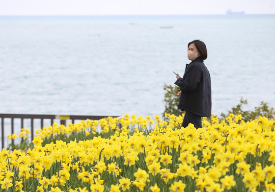 노란 수선화 활짝