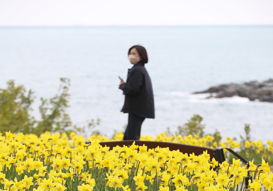 시선 끄는 노란 수선화