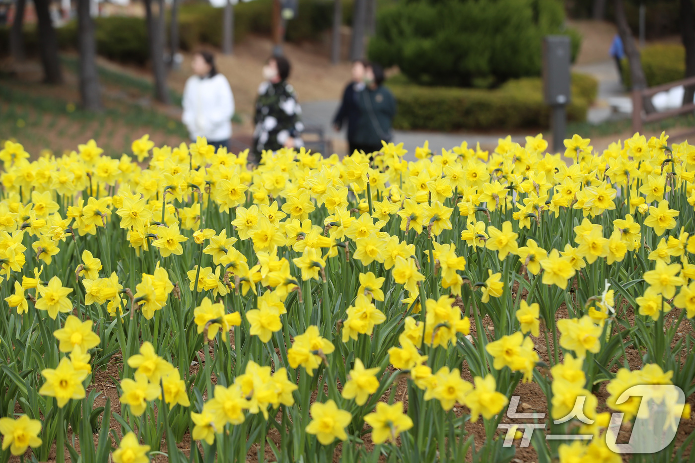 (부산=뉴스1) 윤일지 기자 = 포근한 봄날씨를 보인 16일 부산 기장군 신평소공원에 노란 수선화가 활짝 펴 시민들의 눈길을 끌고 있다.  2026.3.16/뉴스1