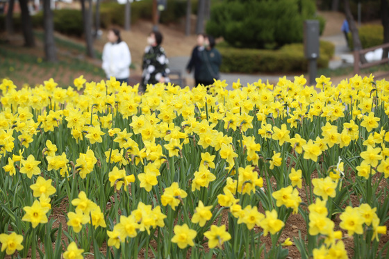 시선 끄는 노란 수선화