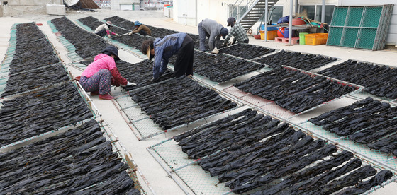 기장미역 말리기 분주