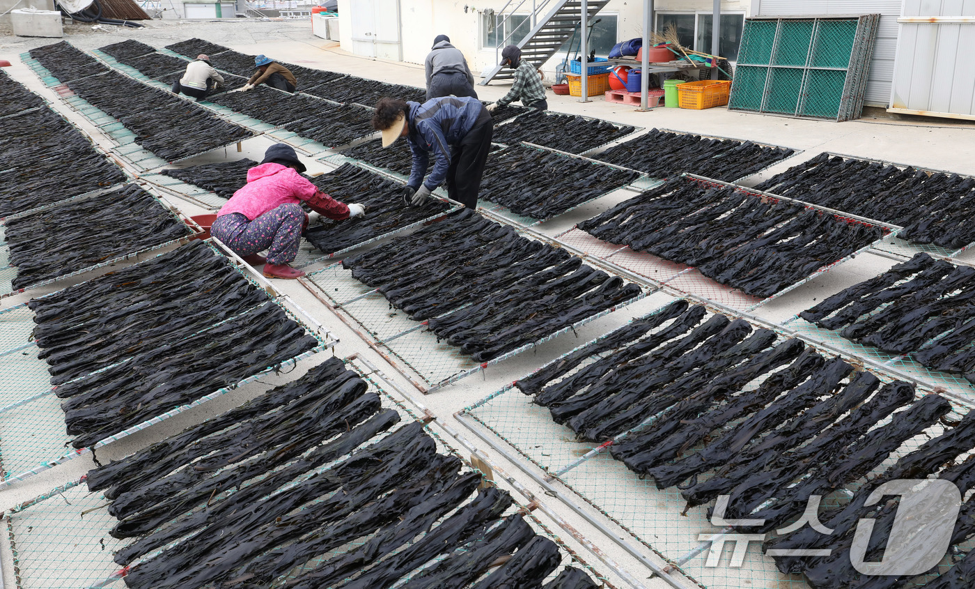 (부산=뉴스1) 윤일지 기자 = 포근한 봄날씨를 보인 16일 부산 기장군 일광읍 한 어촌마을에서 어민들이 미역을 말리고 있다.난류와 한류가 교차하는 지점인 기장 앞바다에서 양식한 …